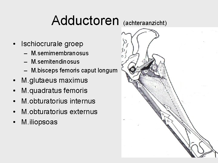 Adductoren (achteraanzicht) • Ischiocrurale groep – M. semimembranosus – M. semitendinosus – M. bisceps