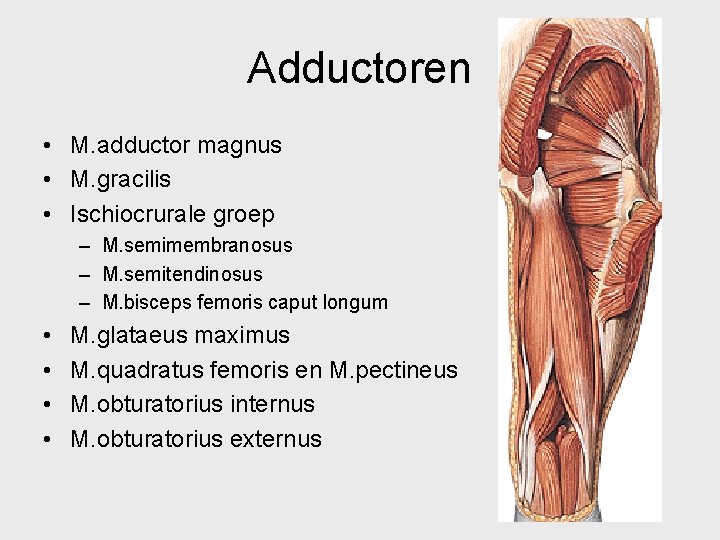 Adductoren • M. adductor magnus • M. gracilis • Ischiocrurale groep – M. semimembranosus