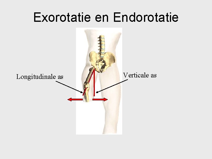 Exorotatie en Endorotatie Longitudinale as Verticale as 