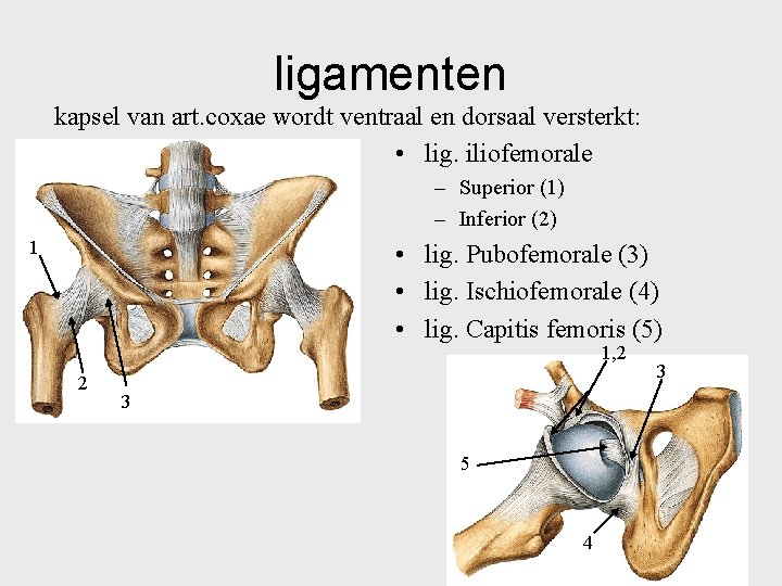 ligamenten kapsel van art. coxae wordt ventraal en dorsaal versterkt: • lig. iliofemorale –