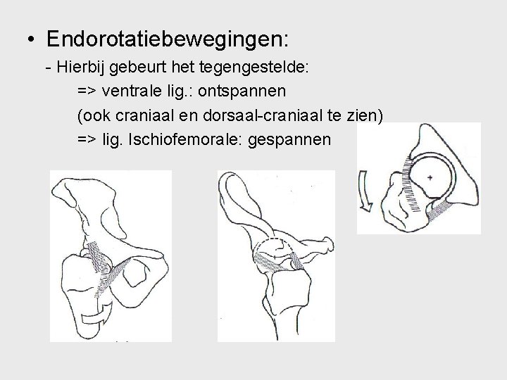  • Endorotatiebewegingen: - Hierbij gebeurt het tegengestelde: => ventrale lig. : ontspannen (ook