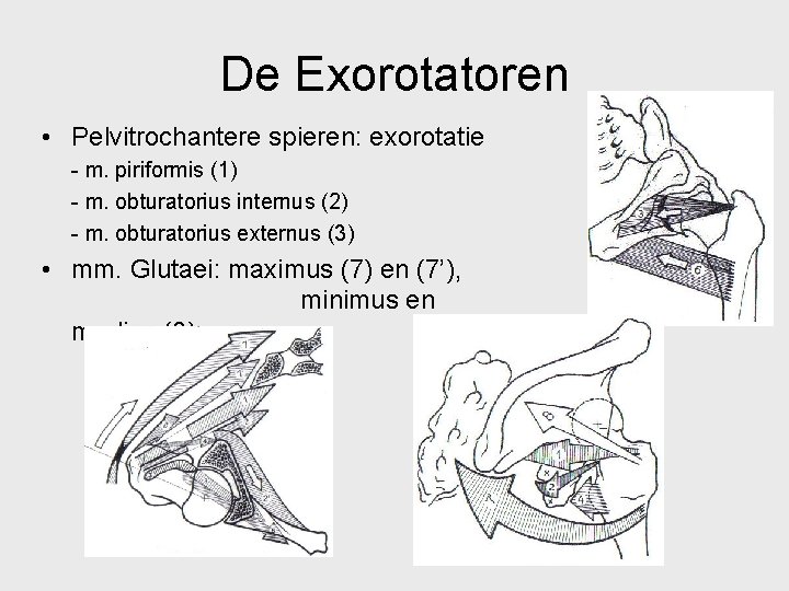 De Exorotatoren • Pelvitrochantere spieren: exorotatie - m. piriformis (1) - m. obturatorius internus