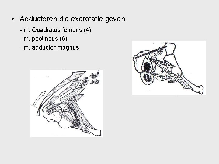  • Adductoren die exorotatie geven: - m. Quadratus femoris (4) - m. pectineus