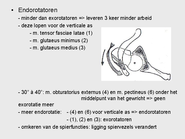  • Endorotatoren - minder dan exorotatoren => leveren 3 keer minder arbeid -