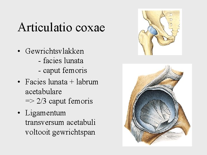 Articulatio coxae • Gewrichtsvlakken - facies lunata - caput femoris • Facies lunata +