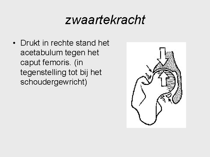 zwaartekracht • Drukt in rechte stand het acetabulum tegen het caput femoris. (in tegenstelling