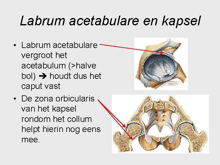 Labrum acetabulare en kapsel • Labrum acetabulare vergroot het acetabulum (>halve bol) houdt dus