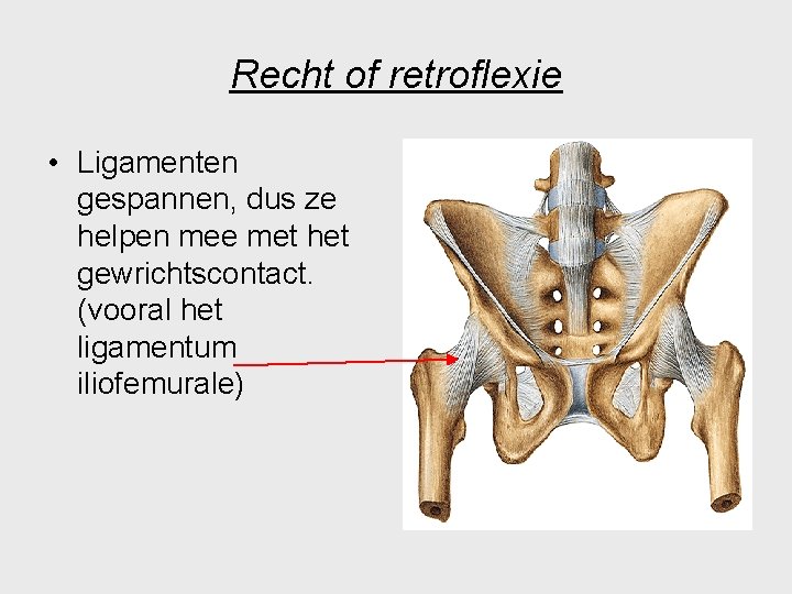 Recht of retroflexie • Ligamenten gespannen, dus ze helpen mee met het gewrichtscontact. (vooral