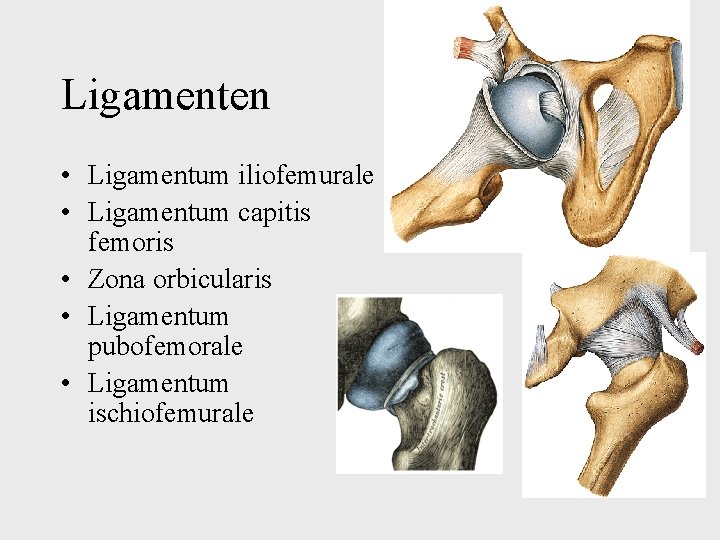 Ligamenten • Ligamentum iliofemurale • Ligamentum capitis femoris • Zona orbicularis • Ligamentum pubofemorale