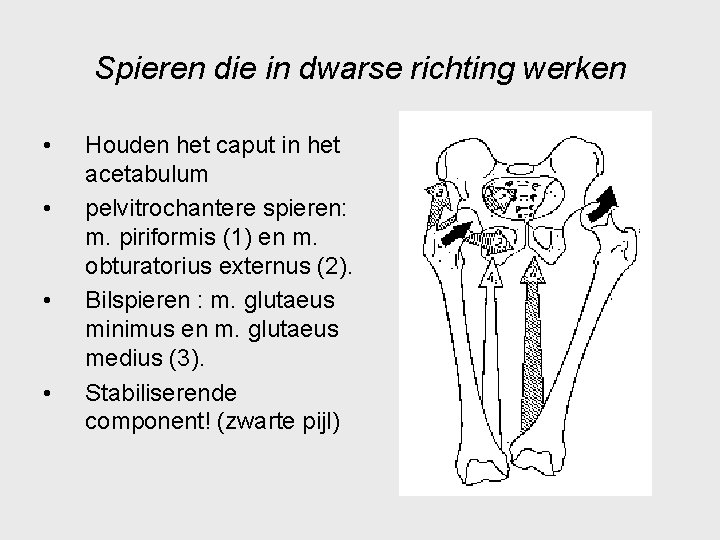 Spieren die in dwarse richting werken • • Houden het caput in het acetabulum