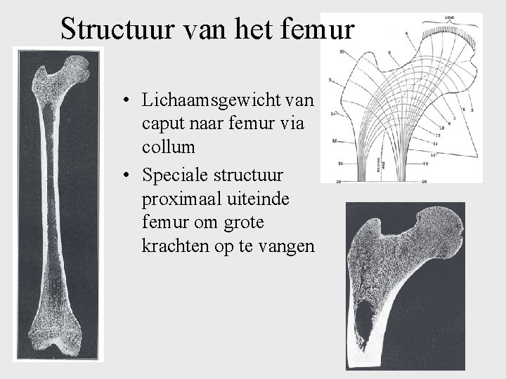 Structuur van het femur • Lichaamsgewicht van caput naar femur via collum • Speciale