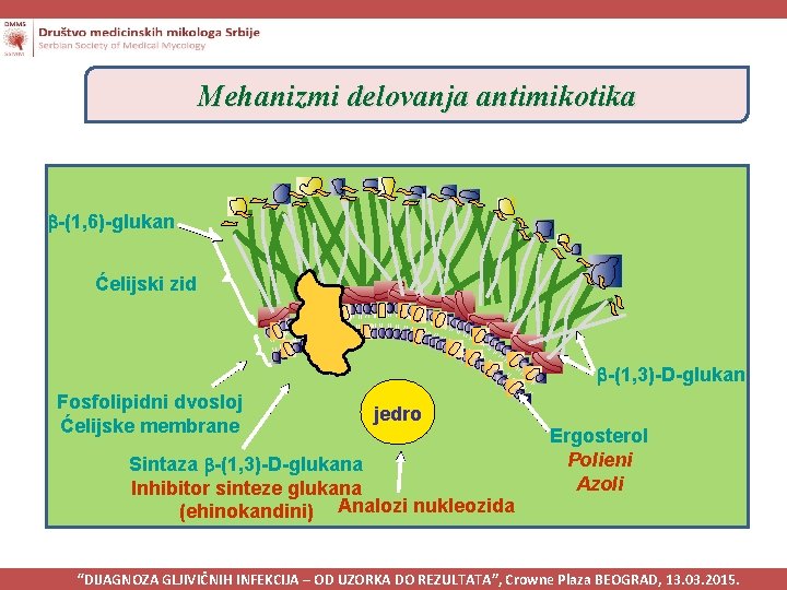 Mehanizmi delovanja antimikotika -(1, 6)-glukan Ćelijski zid -(1, 3)-D-glukan Fosfolipidni dvosloj Ćelijske membrane jedro