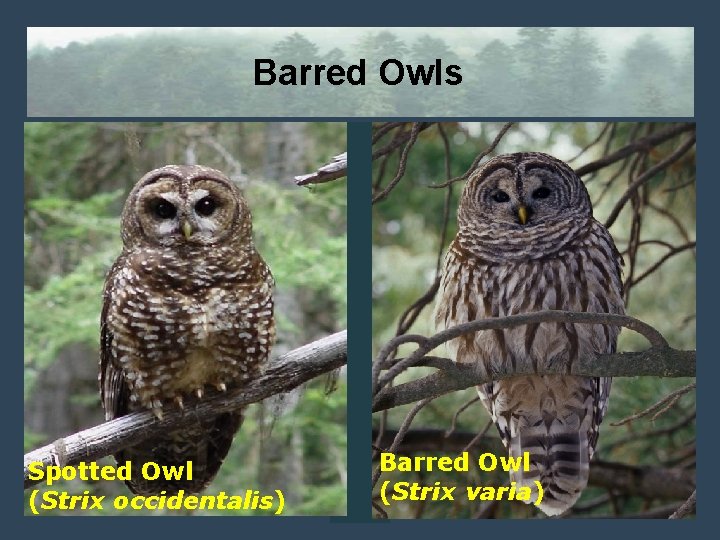 Barred Owls Spotted Owl (Strix occidentalis) Barred Owl (Strix varia) 