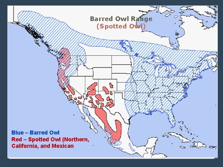 Barred Owl Range (Spotted Owl) Blue – Barred Owl Red – Spotted Owl (Northern,