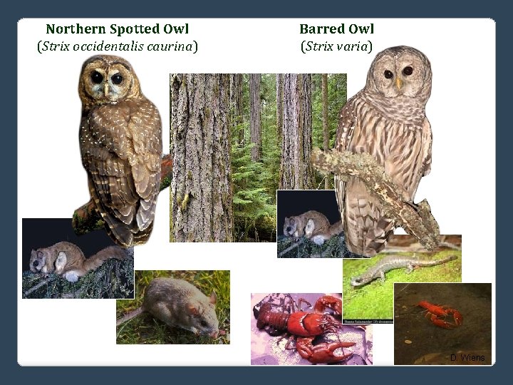 Northern Spotted Owl (Strix occidentalis caurina) Barred Owl (Strix varia) D. Wiens 