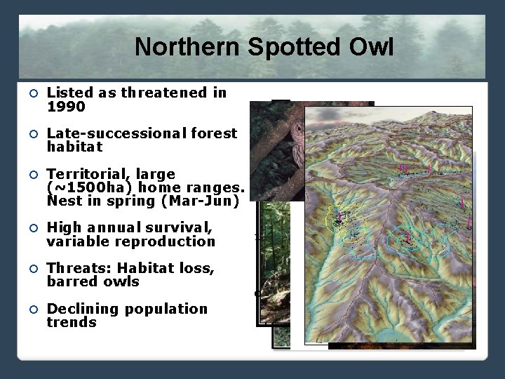 Northern Spotted Owl Listed as threatened in 1990 Late-successional forest habitat 0. 5 Territorial,