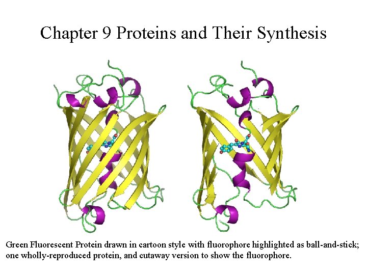 Chapter 9 Proteins and Their Synthesis Green Fluorescent Protein drawn in cartoon style with