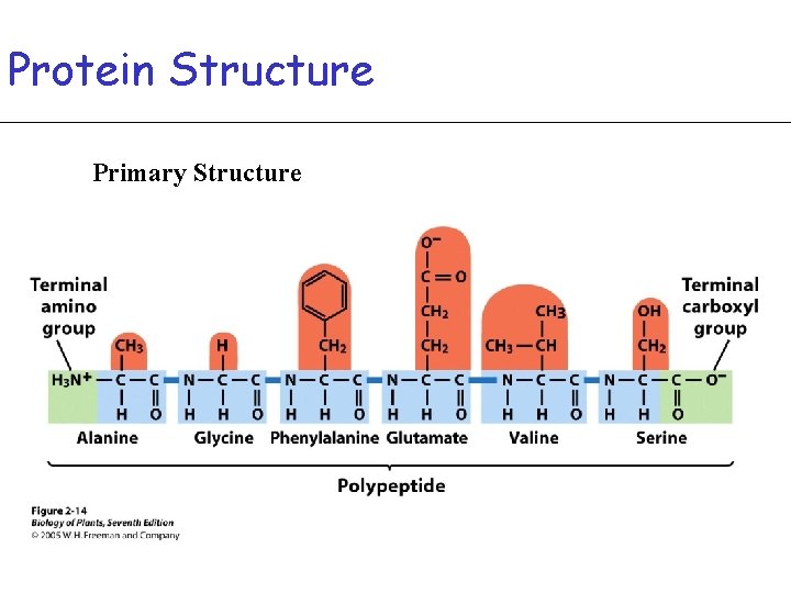 Protein Structure Primary Structure 