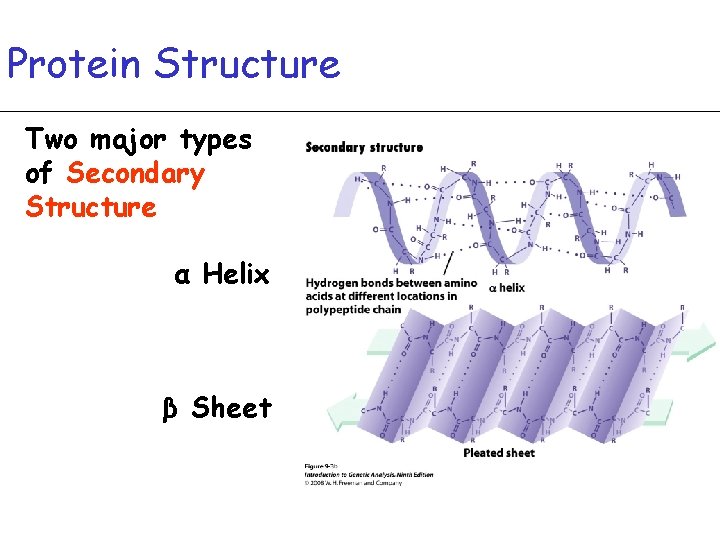 Protein Structure Two major types of Secondary Structure α Helix β Sheet 