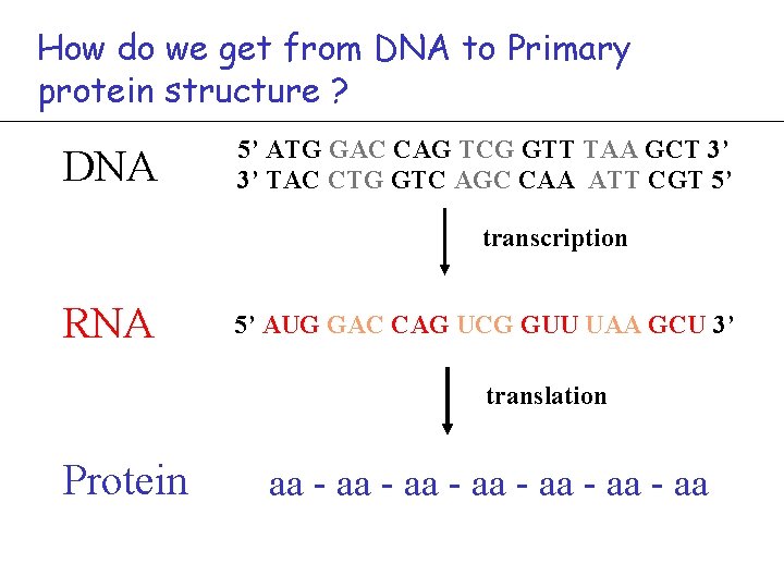 How do we get from DNA to Primary protein structure ? DNA 5’ ATG
