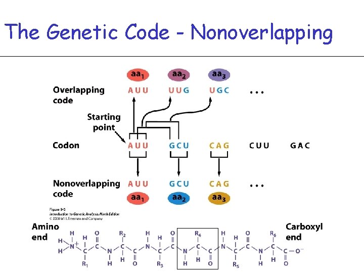 The Genetic Code - Nonoverlapping 