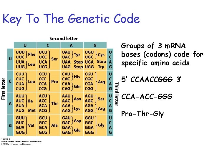 Key To The Genetic Code Groups of 3 m. RNA bases (codons) code for