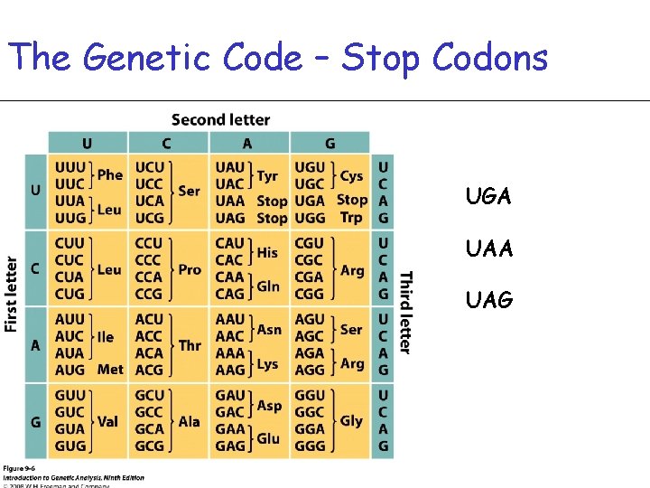 The Genetic Code – Stop Codons UGA UAG 