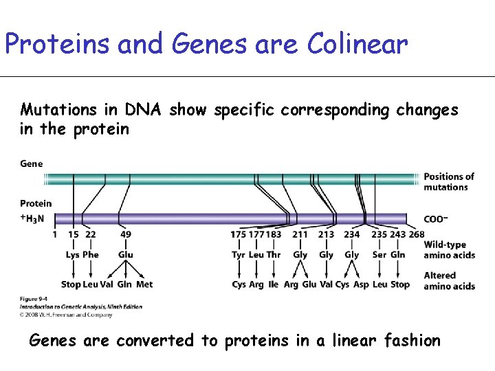 Proteins and Genes are Colinear Mutations in DNA show specific corresponding changes in the
