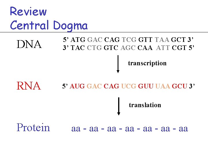 Review Central Dogma DNA 5’ ATG GAC CAG TCG GTT TAA GCT 3’ 3’