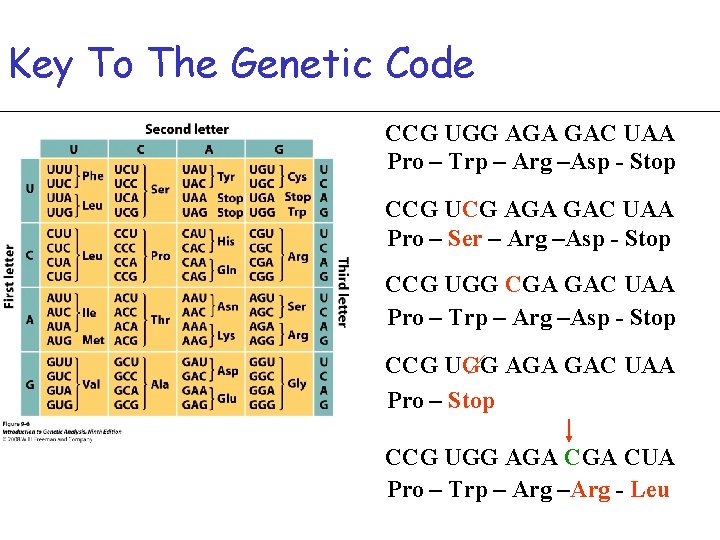 Key To The Genetic Code CCG UGG AGA GAC UAA Pro – Trp –