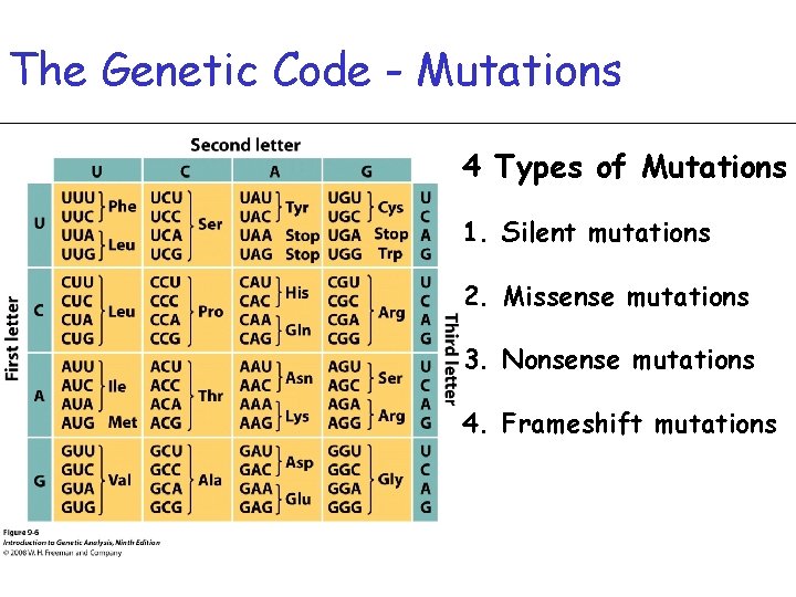 The Genetic Code - Mutations 4 Types of Mutations 1. Silent mutations 2. Missense