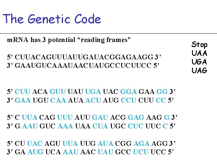 The Genetic Code m. RNA has 3 potential “reading frames” 5’ CUUACAGUUUAUUGAUACGGAGAAGG 3’ 3’