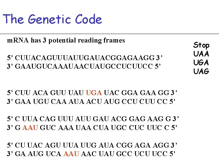 The Genetic Code m. RNA has 3 potential reading frames 5’ CUUACAGUUUAUUGAUACGGAGAAGG 3’ 3’