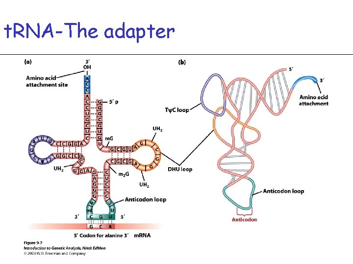 t. RNA-The adapter 