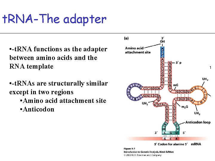 t. RNA-The adapter • -t. RNA functions as the adapter between amino acids and