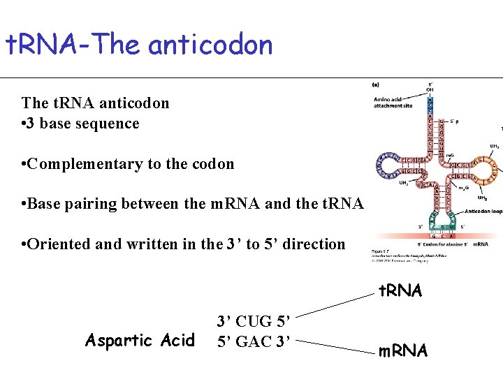 t. RNA-The anticodon The t. RNA anticodon • 3 base sequence • Complementary to