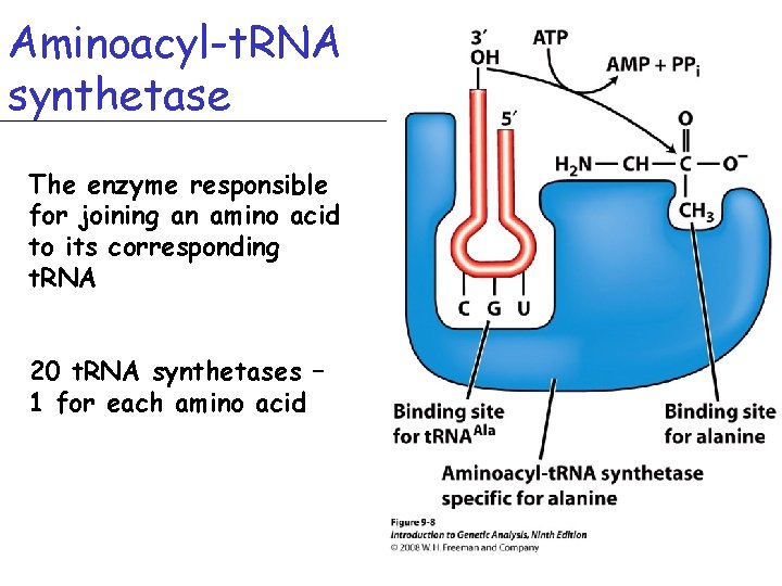 Aminoacyl-t. RNA synthetase The enzyme responsible for joining an amino acid to its corresponding