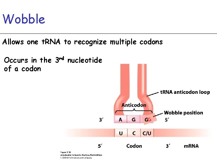 Wobble Allows one t. RNA to recognize multiple codons Occurs in the 3 rd