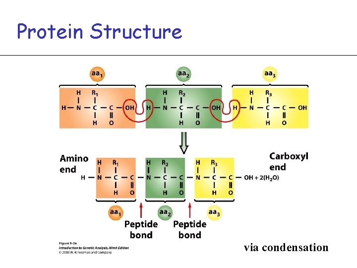 Protein Structure via condensation 