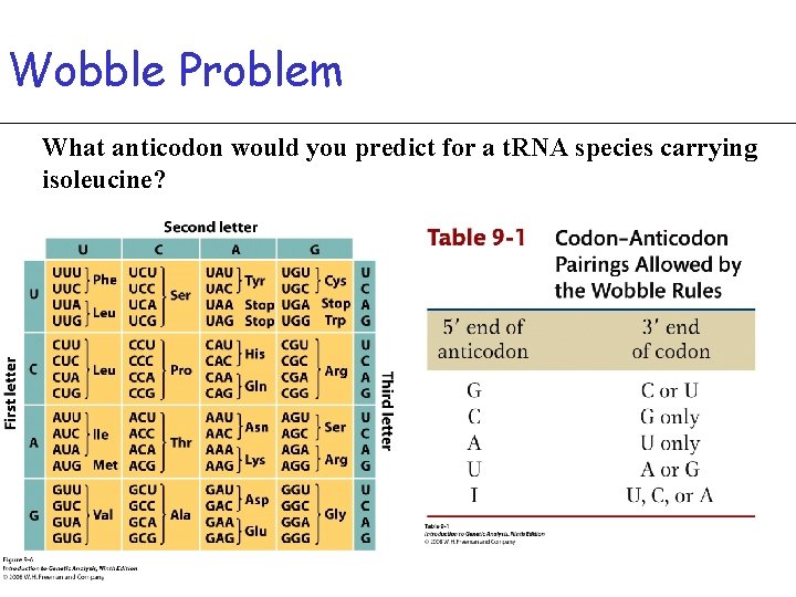 Wobble Problem What anticodon would you predict for a t. RNA species carrying isoleucine?