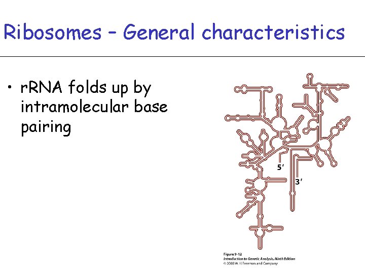 Ribosomes – General characteristics • r. RNA folds up by intramolecular base pairing 