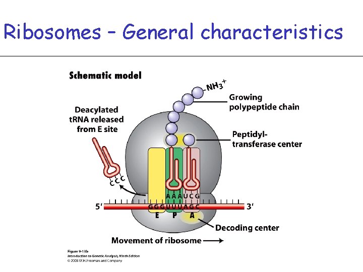 Ribosomes – General characteristics 