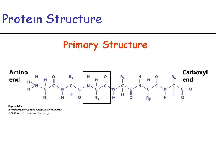 Protein Structure Primary Structure 