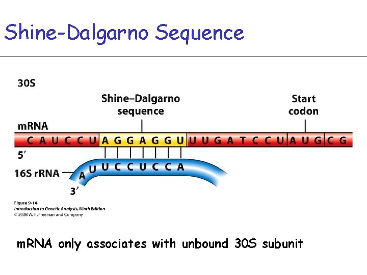 Shine-Dalgarno Sequence m. RNA only associates with unbound 30 S subunit 