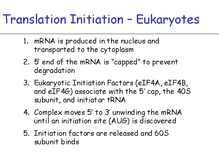 Translation Initiation – Eukaryotes 1. m. RNA is produced in the nucleus and transported