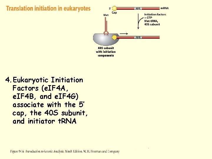 Figure 2 -12 -1 Figure 9 -16 -2 4. Eukaryotic Initiation Factors (e. IF