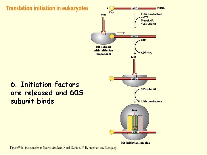 Figure 9 -16 -4 6. Initiation factors are released and 60 S subunit binds