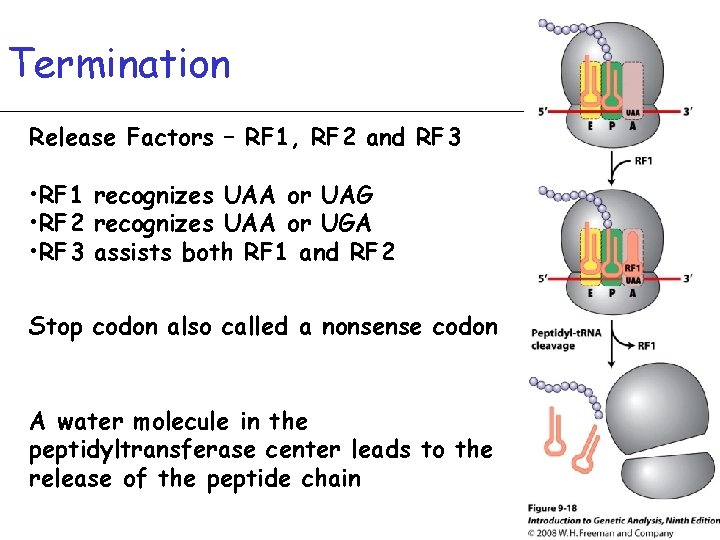 Termination Release Factors – RF 1, RF 2 and RF 3 • RF 1