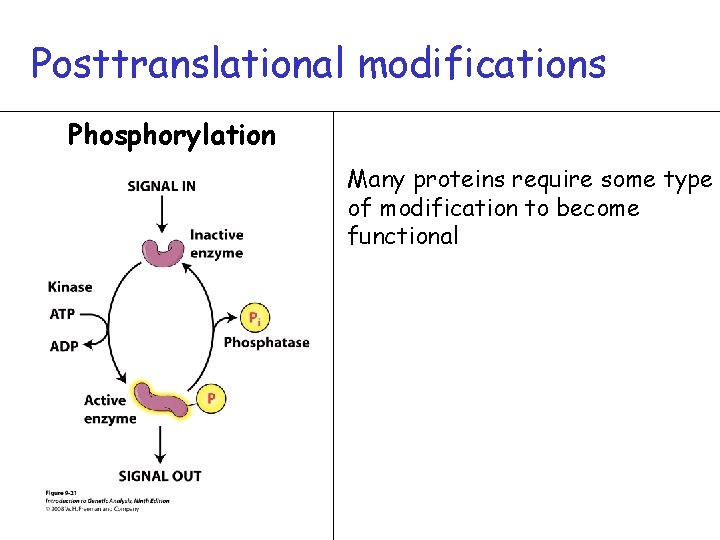 Posttranslational modifications Phosphorylation Many proteins require some type of modification to become functional 