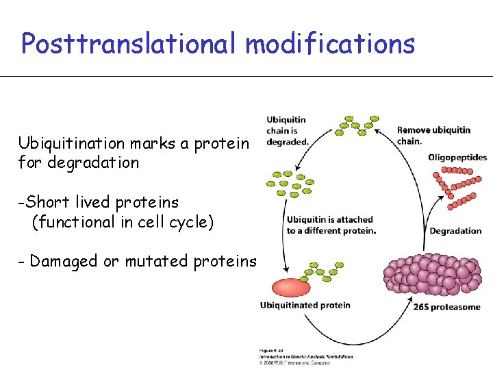 Posttranslational modifications Ubiquitination marks a protein for degradation -Short lived proteins (functional in cell